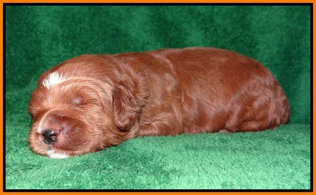 Dawn Dapper Dan pups 2 wks old 181