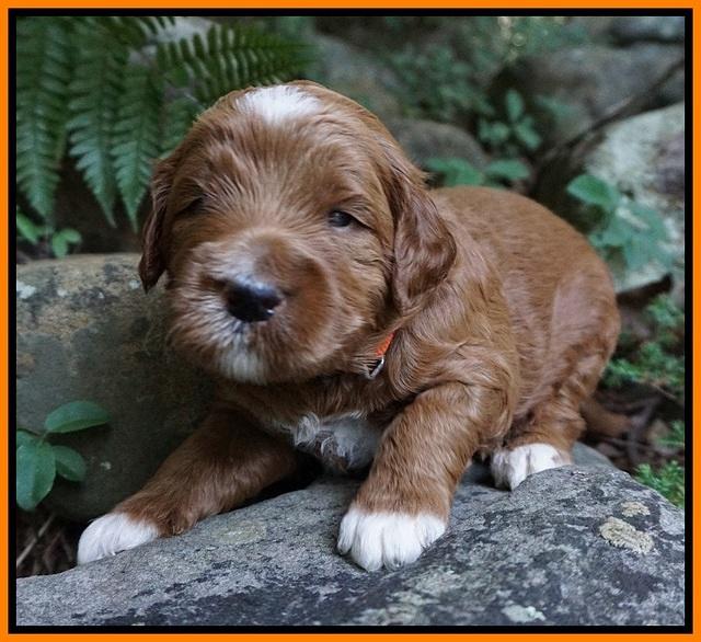 Dawn Dapper Dan pups 3 wks old 141