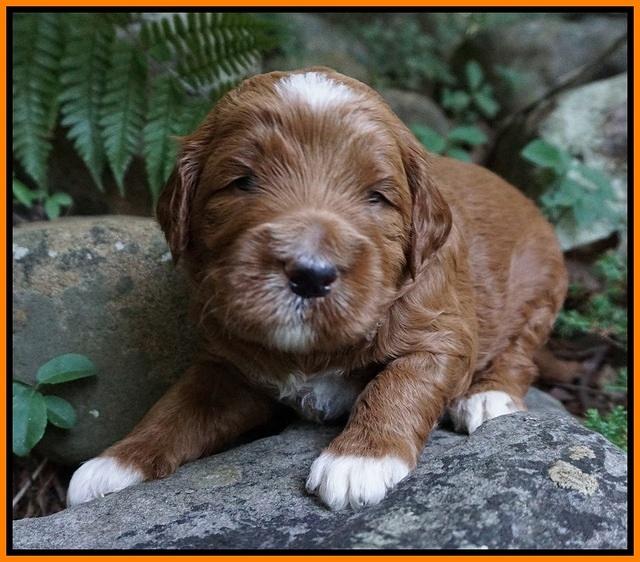 Dawn Dapper Dan pups 3 wks old 151