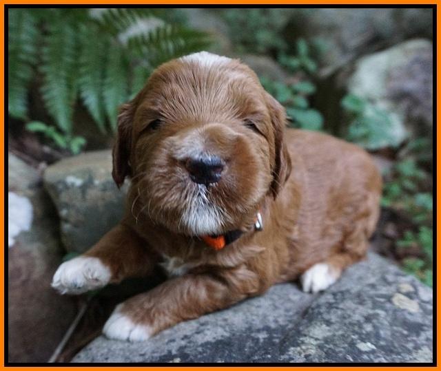 Dawn Dapper Dan pups 3 wks old 161