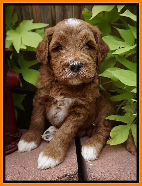 Dawn Dapper Dan pups 5 wks old 201