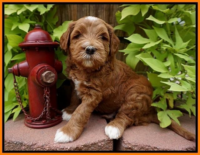 Dawn Dapper Dan pups 5 wks old 211