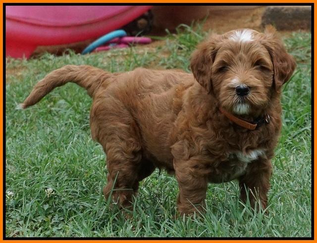 Dawn Dapper Dan pups 6 wks old 251