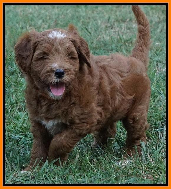 Dawn Dapper Dan pups 6 wks old 271