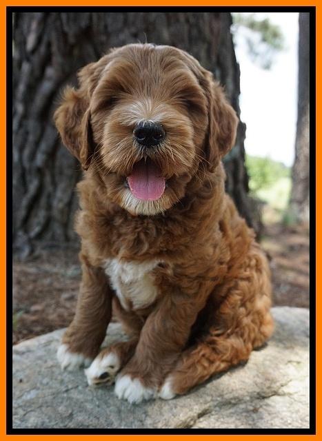 Dawn Dapper Dan pups 7 wks old 251