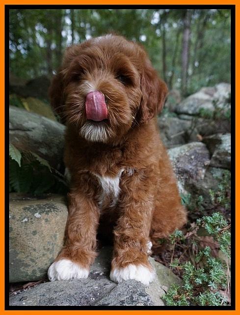 Dawn Dapper Dan pups 8 wks old 21