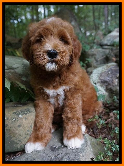 Dawn Dapper Dan pups 8 wks old 31