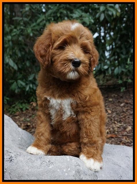 Dawn Dapper Dan pups 8 wks old 41