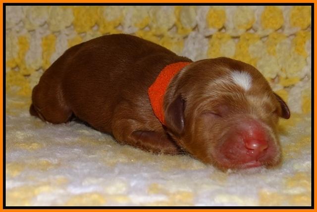 Dawn Dapper pups newborn 151