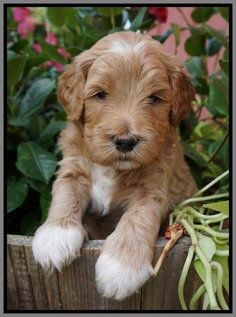 Dawn Dapper Dan pups 4 wks old 211