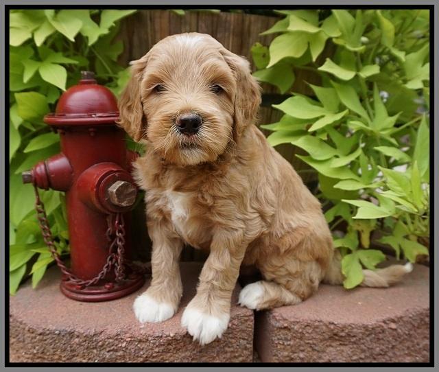 Dawn Dapper Dan pups 5 wks old 221