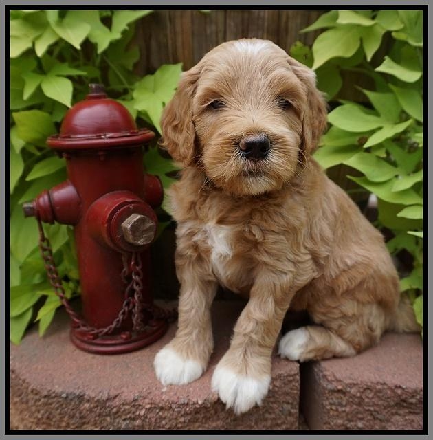 Dawn Dapper Dan pups 5 wks old 231