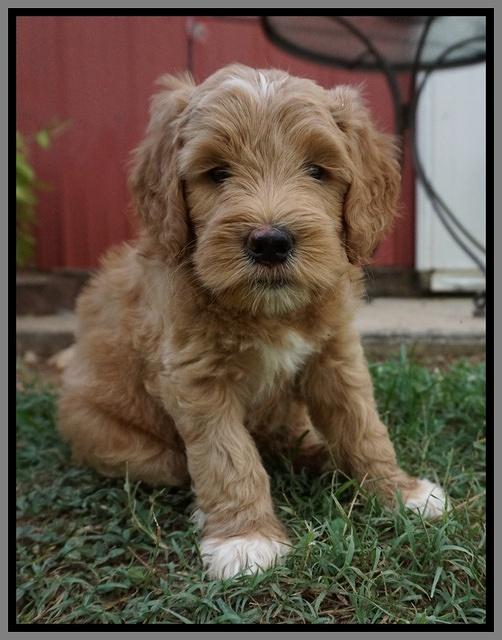 Dawn Dapper Dan pups 6 wks old 291