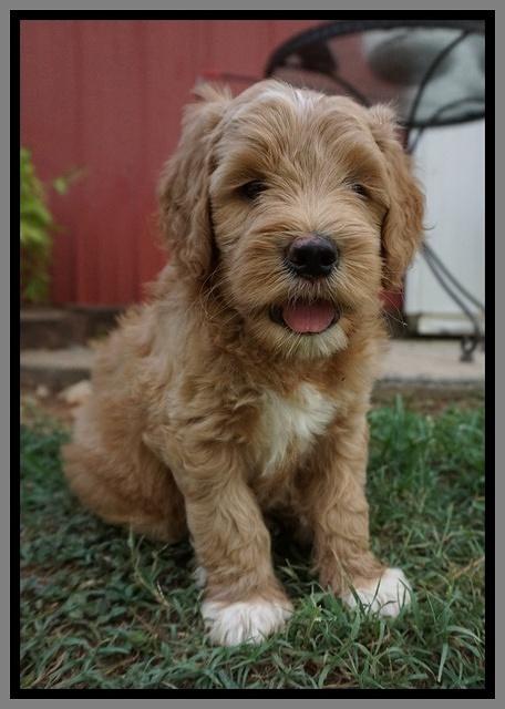 Dawn Dapper Dan pups 6 wks old 301