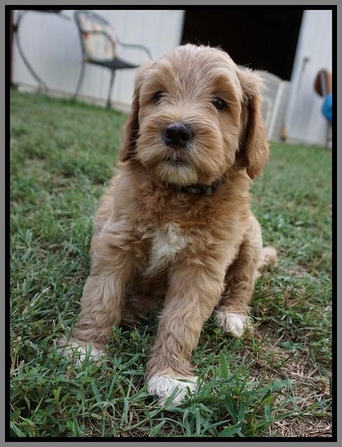 Dawn Dapper Dan pups 6 wks old 311