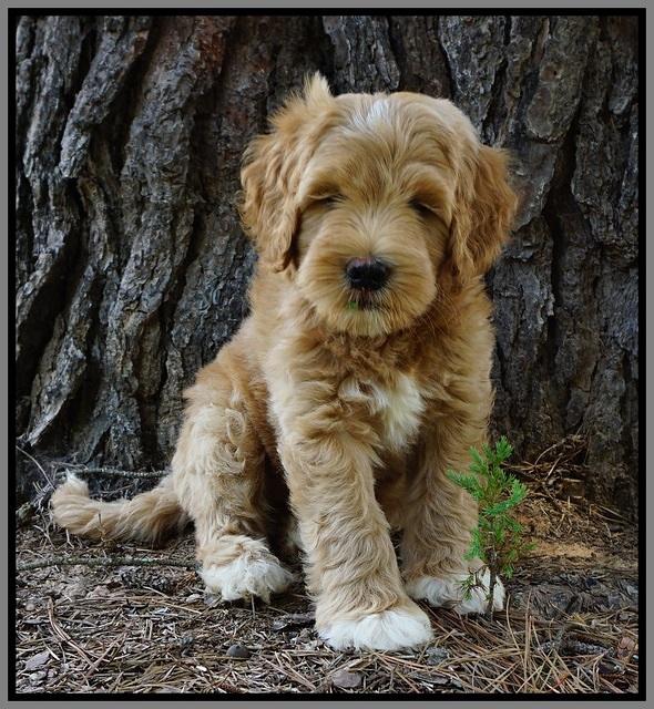 Dawn Dapper Dan pups 7 wks old 391