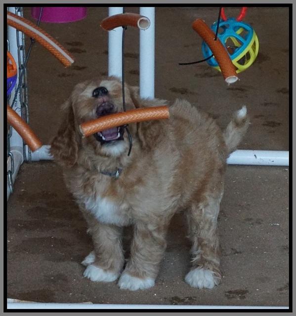 Dawn Dapper Dan pups 7 wks old 401