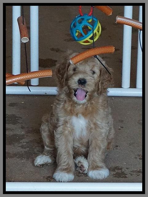 Dawn Dapper Dan pups 7 wks old 411