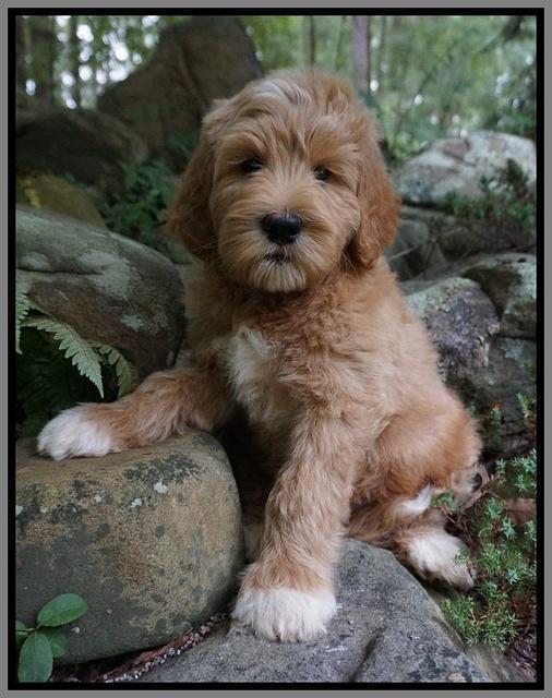 Dawn Dapper Dan pups 8 wks old 12000