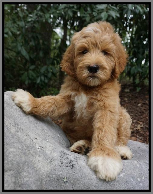 Dawn Dapper Dan pups 8 wks old 22000