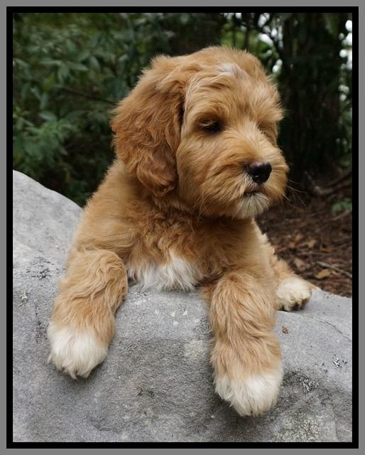 Dawn Dapper Dan pups 8 wks old 32000