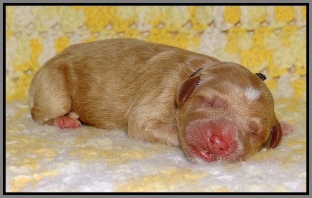 Dawn Dapper pups newborn 171