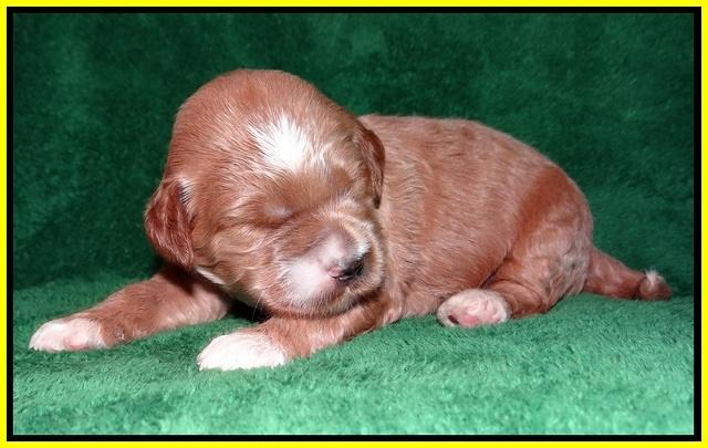 Dawn Dapper Dan pups 2 wks old 211