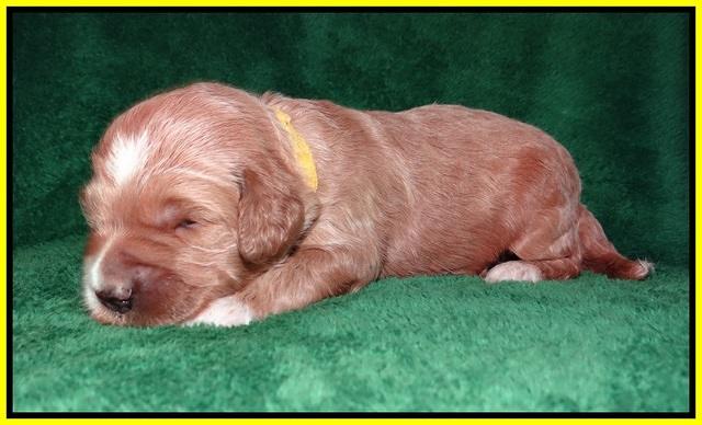 Dawn Dapper Dan pups 2 wks old 221