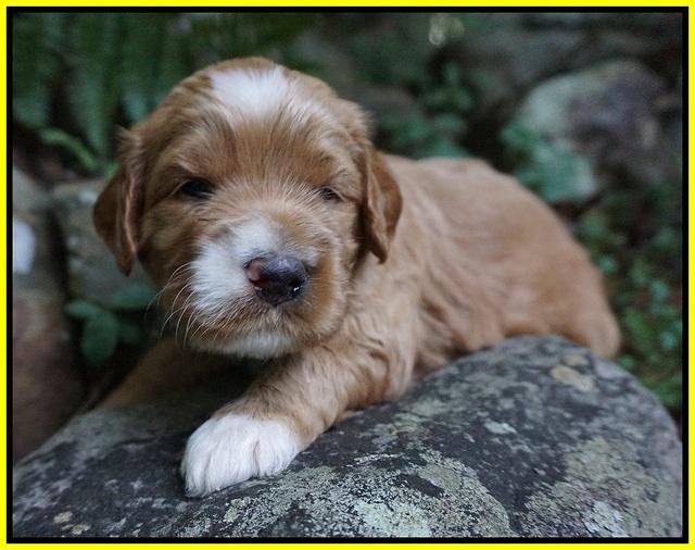 Dawn Dapper Dan pups 3 wks old 191