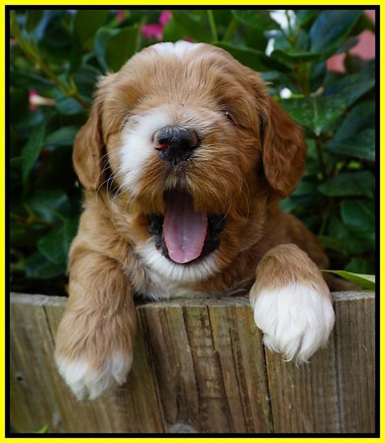 Dawn Dapper Dan pups 4 wks old 221