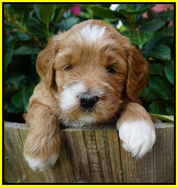 Dawn Dapper Dan pups 4 wks old 231
