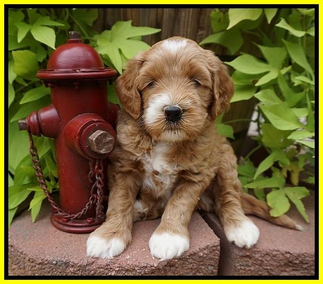 Dawn Dapper Dan pups 5 wks old 261