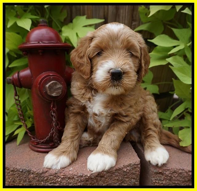 Dawn Dapper Dan pups 5 wks old 271
