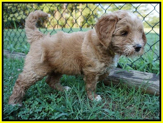 Dawn Dapper Dan pups 6 wks old 321