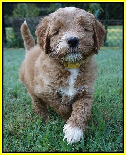 Dawn Dapper Dan pups 6 wks old 331