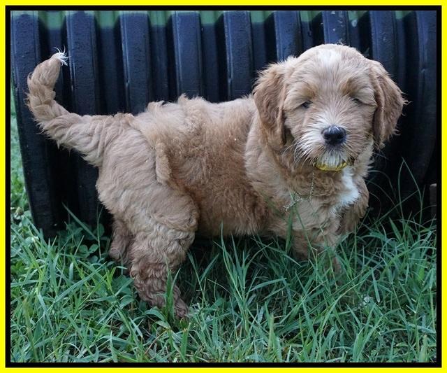 Dawn Dapper Dan pups 6 wks old 341