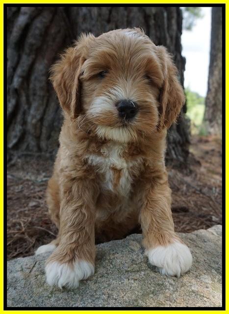 Dawn Dapper Dan pups 7 wks old 341