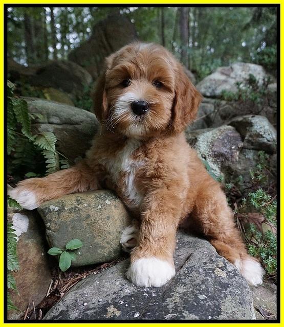 Dawn Dapper Dan pups 8 wks old 101