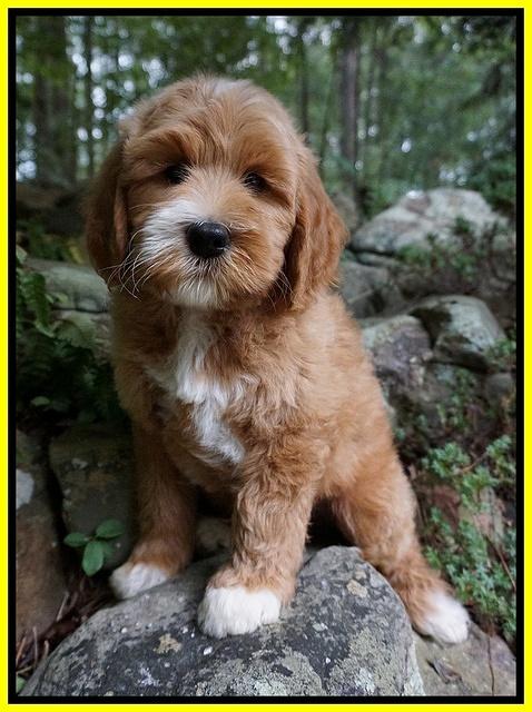 Dawn Dapper Dan pups 8 wks old 91