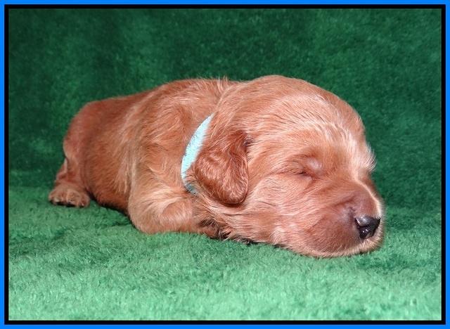 Dawn Dapper Dan pups 2 wks old 241