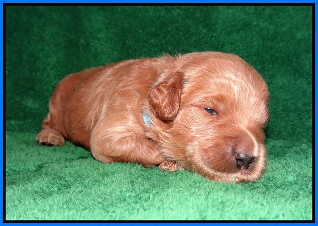 Dawn Dapper Dan pups 2 wks old 251