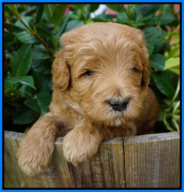Dawn Dapper Dan pups 4 wks old 241