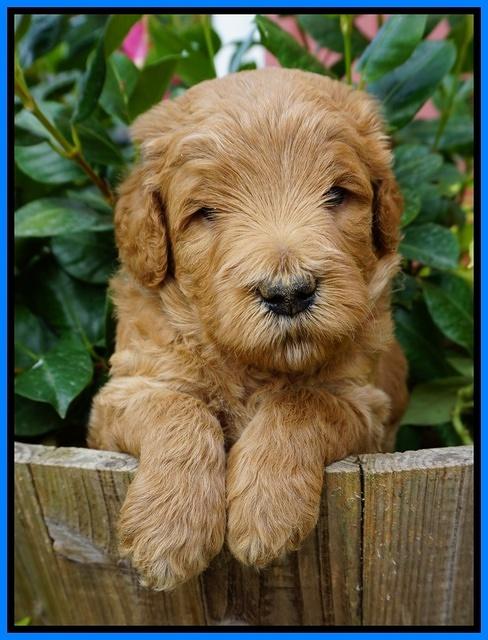 Dawn Dapper Dan pups 4 wks old 251