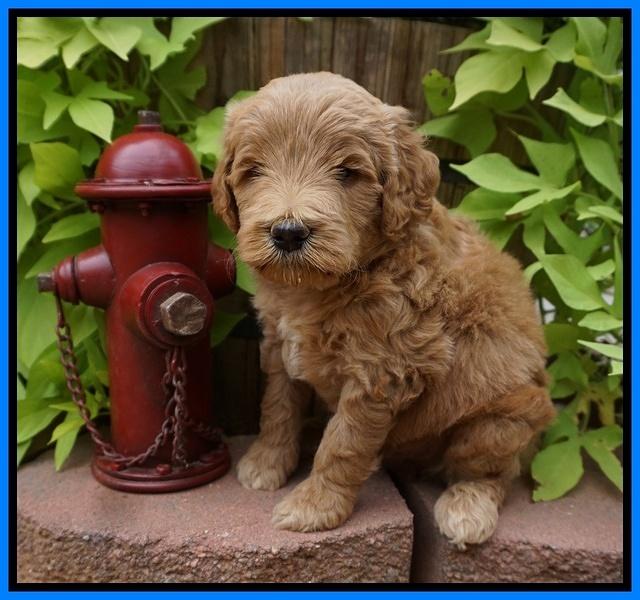 Dawn Dapper Dan pups 5 wks old 281