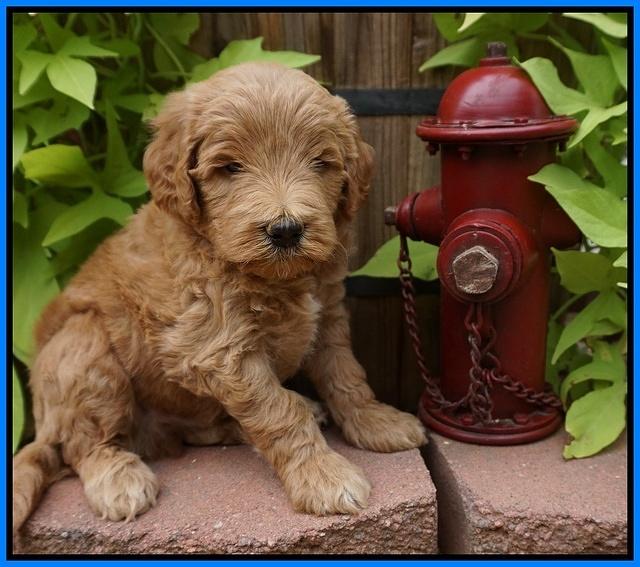 Dawn Dapper Dan pups 5 wks old 301