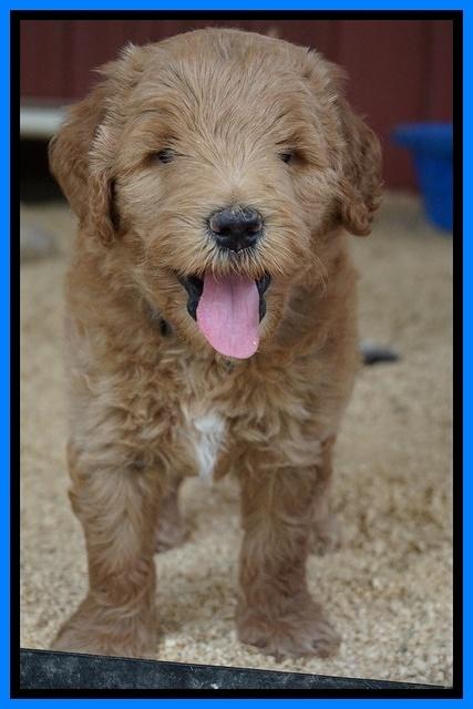 Dawn Dapper Dan pups 6 wks old 381