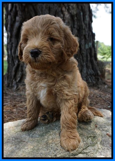 Dawn Dapper Dan pups 7 wks old 421