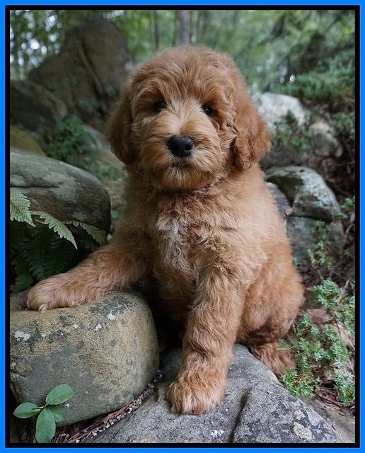 Dawn Dapper Dan pups 8 wks old 51