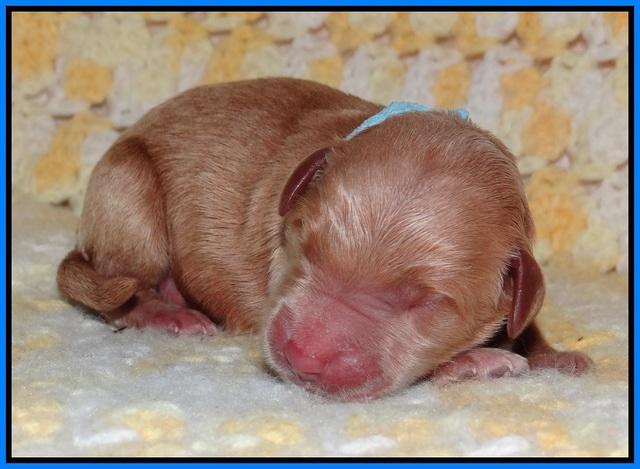 Dawn Dapper pups newborn 211