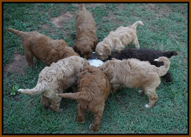 Dawn Dapper Dan pups 7 wks old 21